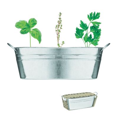 MIX SEEDS - Maceta de zinc con 3 semillas